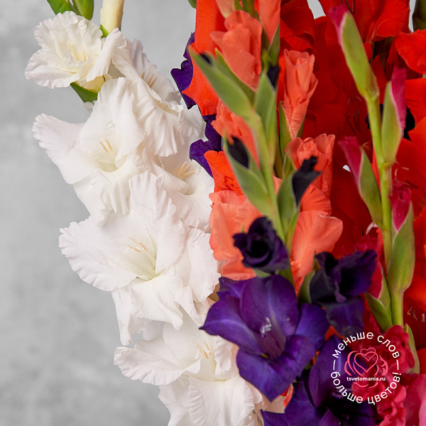 Купить Гладиолусы поштучно в  с бесплатной доставкой: цена, фото, описание