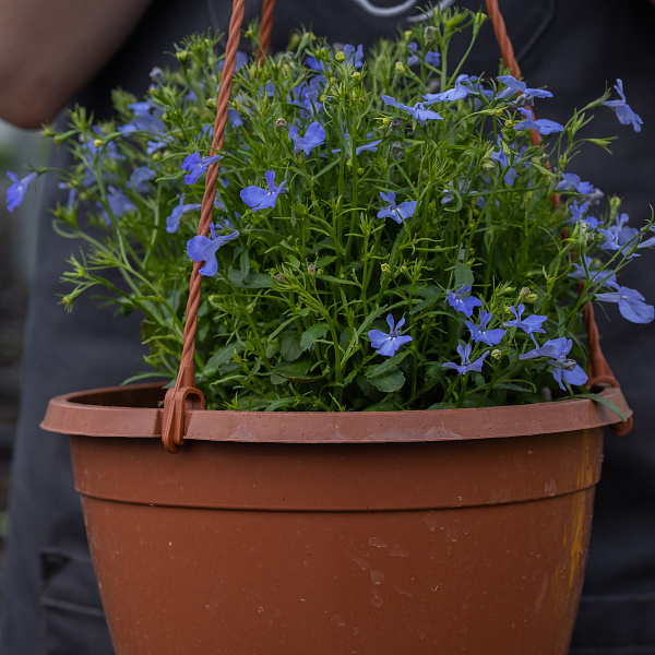 Купить Рассада Лобелия ампельная вкашпо в  с бесплатной доставкой: цена, фото, описание