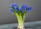 Купить Гиацинт в  с бесплатной доставкой: цена, фото, описание