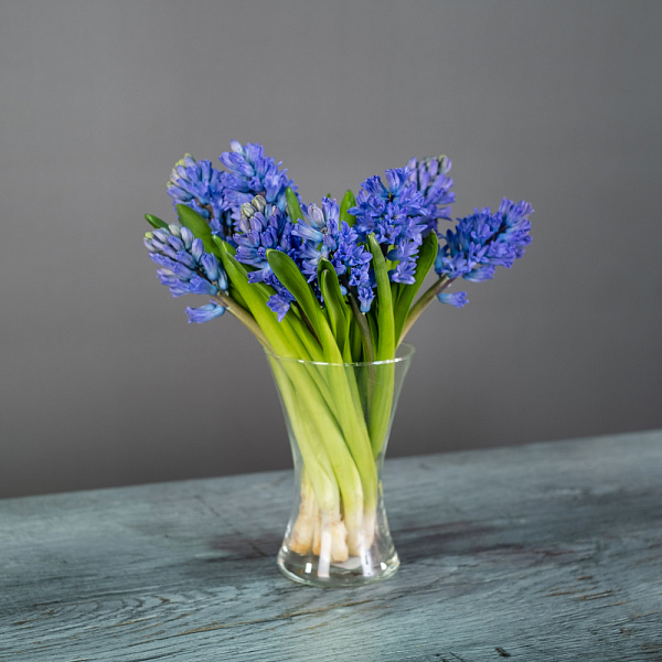 Купить Гиацинт в  с бесплатной доставкой: цена, фото, описание