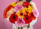 Купить Гербера микс в  с бесплатной доставкой: цена, фото, описание