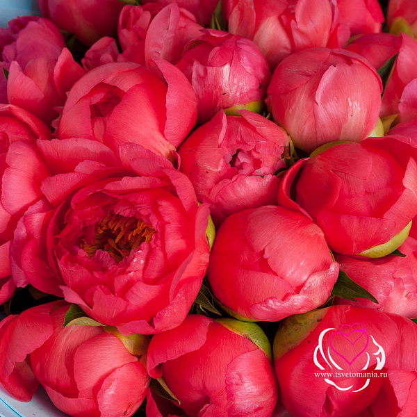 Купить Букет из 35 коралловых пионов (Стандарт) в  с бесплатной доставкой: цена, фото, описание