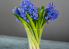 Купить Гиацинт в  с бесплатной доставкой: цена, фото, описание
