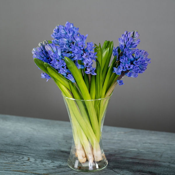 Купить Гиацинт в  с бесплатной доставкой: цена, фото, описание