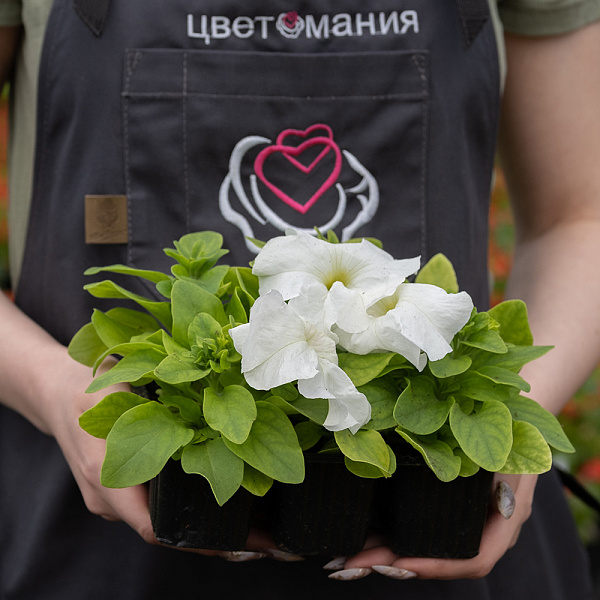 Купить Рассада Петуния кассета 6 ячеек в  с бесплатной доставкой: цена, фото, описание