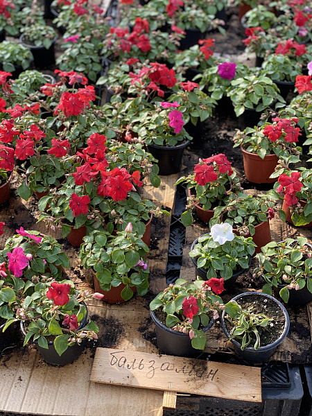 Купить Рассада Бальзамин гибридный в  с бесплатной доставкой: цена, фото, описание