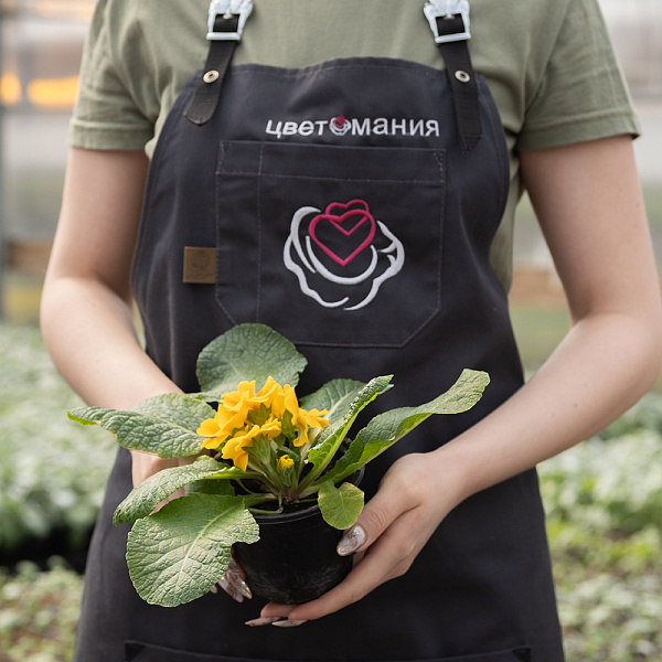 Купить Рассада Примула (Первоцвет) в горшке в  с бесплатной доставкой: цена, фото, описание