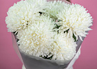 Купить Букет из 7 белых хризантем экстра в  с бесплатной доставкой: цена, фото, описание
