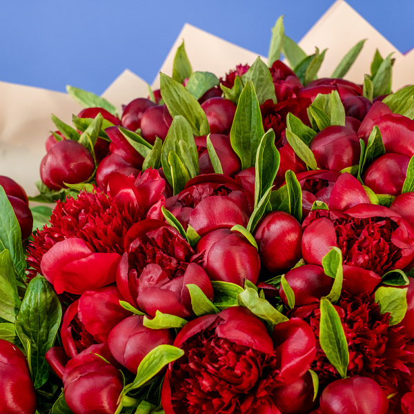 Купить Букет из 101 бордового пиона (Премиум) в  с бесплатной доставкой: цена, фото, описание