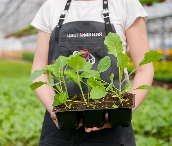 Купить Рассада Капуста в  с бесплатной доставкой: цена, фото, описание