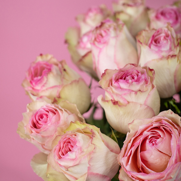 Купить Роза Эсперанс 70 см (Эквадор) поштучно в  с бесплатной доставкой: цена, фото, описание