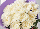 Купить Букет из 17 белых хризантем в Санкт-Петербурге с бесплатной доставкой: цена, фото, описание