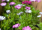 Купить Рассада Остеоспермум mix в горшке в  с бесплатной доставкой: цена, фото, описание
