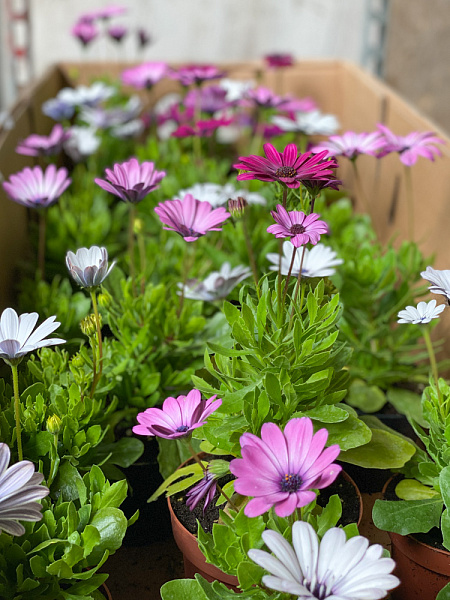 Купить Рассада Остеоспермум mix в горшке в  с бесплатной доставкой: цена, фото, описание