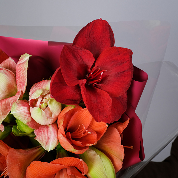 Купить Букет из 5 амариллисов в  с бесплатной доставкой: цена, фото, описание