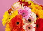 Купить Гербера микс в  с бесплатной доставкой: цена, фото, описание