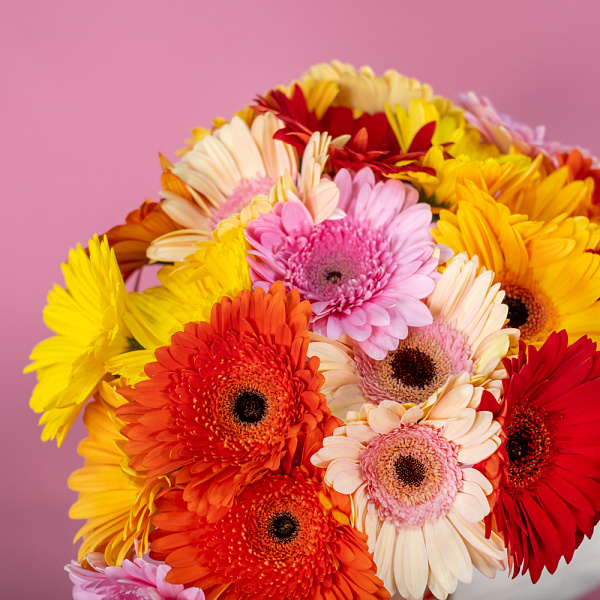 Купить Гербера микс в  с бесплатной доставкой: цена, фото, описание