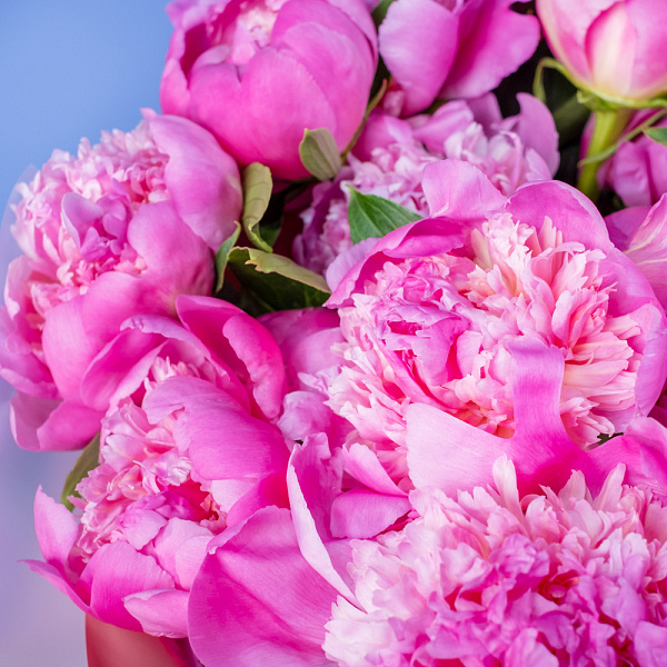 Купить Букет из 35 малиновых пионов (Премиум) в  с бесплатной доставкой: цена, фото, описание