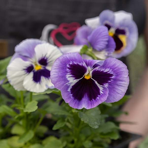 Купить Рассада Виола микс кассета 6 ячеек в  с бесплатной доставкой: цена, фото, описание