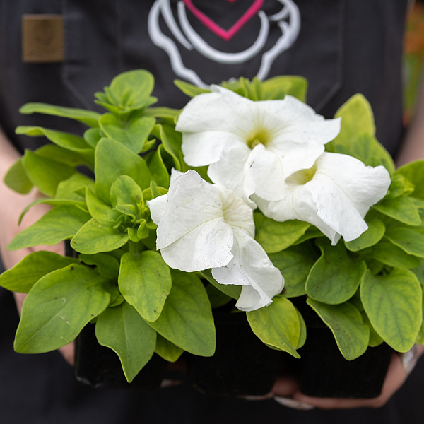 Купить Рассада Петуния кассета 6 ячеек в  с бесплатной доставкой: цена, фото, описание