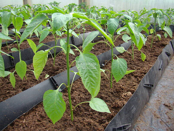 Купить Рассада Перец Нежность кассета 6 шт в  с бесплатной доставкой: цена, фото, описание