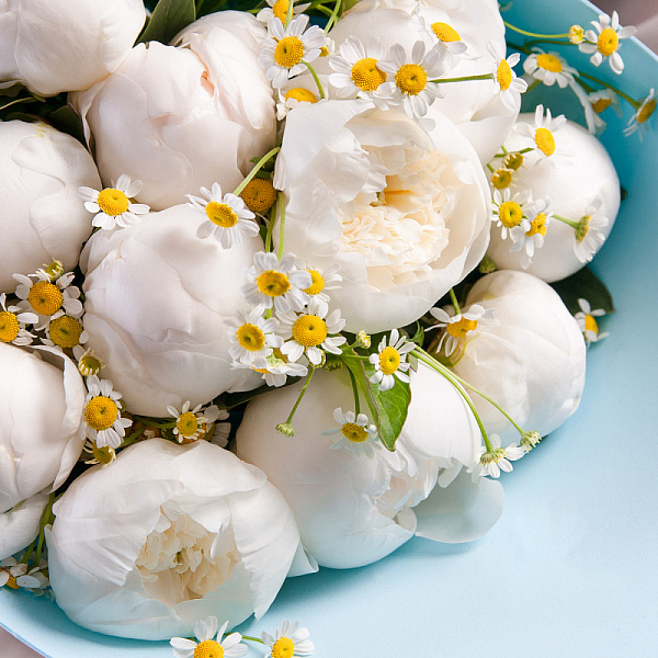 Купить Букет из 11 белых пионов (Премиум) с матрикарией в  с бесплатной доставкой: цена, фото, описание