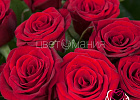 Купить Букет из 25 красных роз 60 см (Россия) в Санкт-Петербурге с бесплатной доставкой: цена, фото, описание