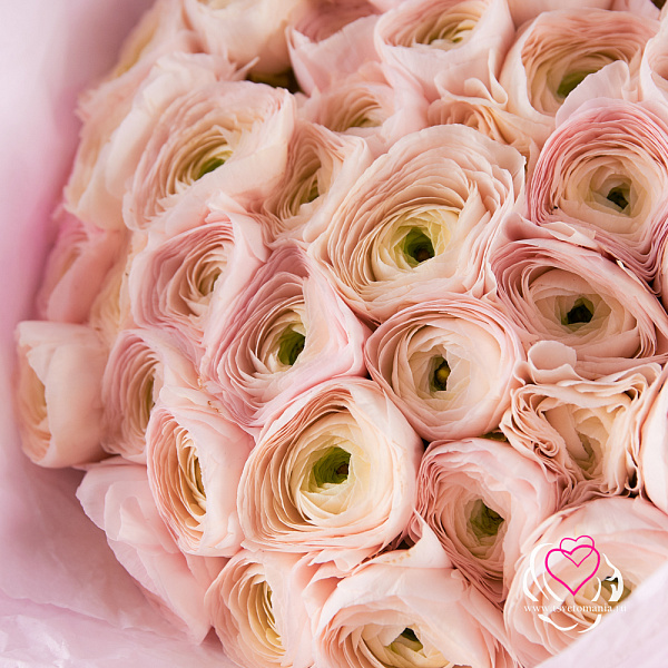 Купить Букет из 51 ранункулюса в  с бесплатной доставкой: цена, фото, описание