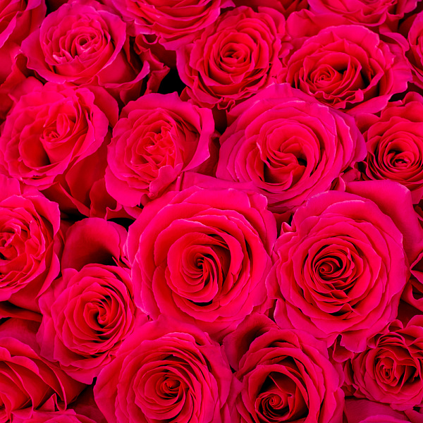 Купить Букет из 80 розовых роз 50 см (Эквадор) в  с бесплатной доставкой: цена, фото, описание