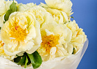 Купить Букет из 11 лимонных пионов (Премиум) в  с бесплатной доставкой: цена, фото, описание