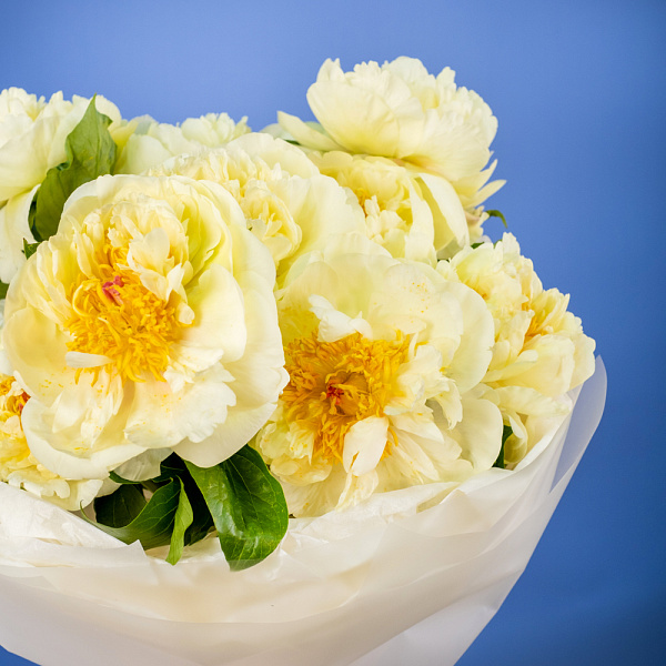 Купить Букет из 11 лимонных пионов (Премиум) в  с бесплатной доставкой: цена, фото, описание