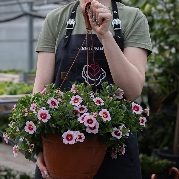 Купить Рассада Петуния ампельная в кашпо в  с бесплатной доставкой: цена, фото, описание