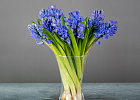 Купить Гиацинт в  с бесплатной доставкой: цена, фото, описание