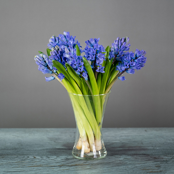 Купить Гиацинт в  с бесплатной доставкой: цена, фото, описание