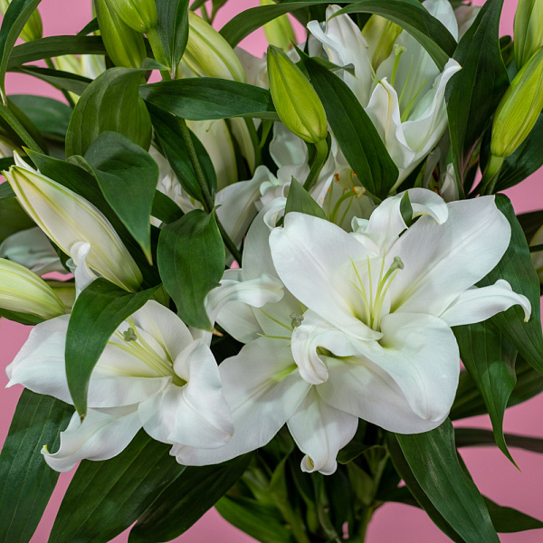 Купить Лилия Евро в  с бесплатной доставкой: цена, фото, описание