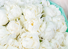 Купить Букет из 50 белых пионов (Премиум) в  с бесплатной доставкой: цена, фото, описание