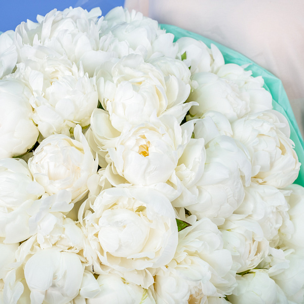 Купить Букет из 50 белых пионов (Премиум) в  с бесплатной доставкой: цена, фото, описание