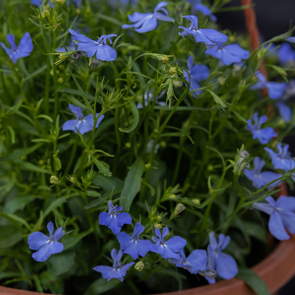 Купить Рассада Лобелия ампельная вкашпо в  с бесплатной доставкой: цена, фото, описание
