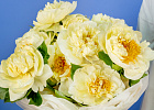Купить Букет из 11 лимонных пионов (Премиум) в  с бесплатной доставкой: цена, фото, описание