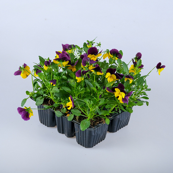 Купить Рассада Виола в ассортименте кассета 6 ячеек в  с бесплатной доставкой: цена, фото, описание