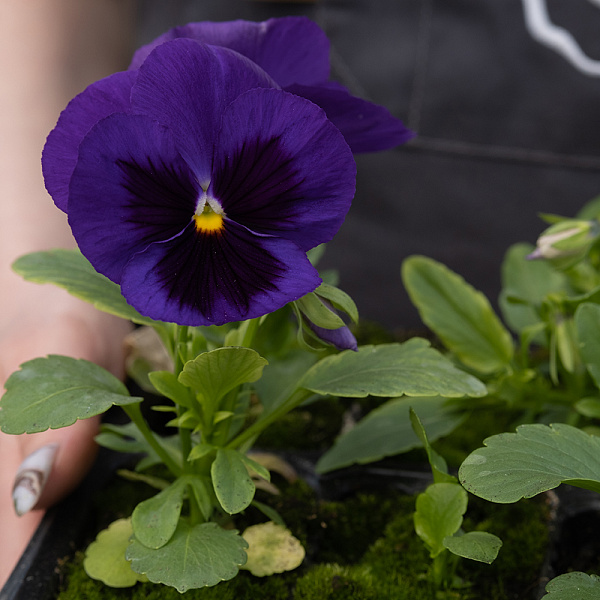 Купить Рассада Виола микс кассета 6 ячеек в  с бесплатной доставкой: цена, фото, описание