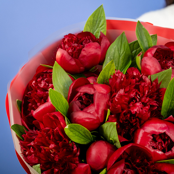 Купить Букет из 11 бордовых пионов (Премиум) в  с бесплатной доставкой: цена, фото, описание