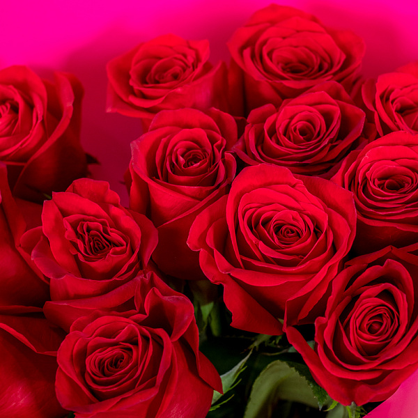 Купить Букет из 13 красных роз 50 см (Эквадор) в  с бесплатной доставкой: цена, фото, описание