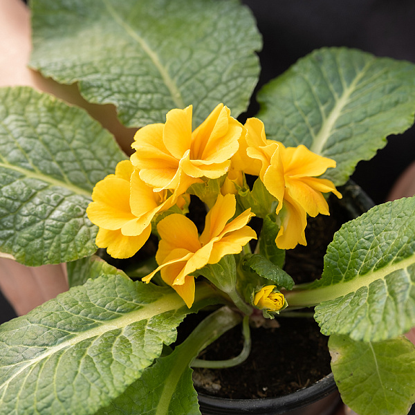 Купить Рассада Примула (Первоцвет) в горшке в  с бесплатной доставкой: цена, фото, описание