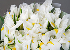 Купить Букет из 17 белых ирисов в упаковке в  с бесплатной доставкой: цена, фото, описание