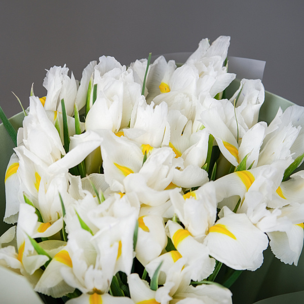 Купить Букет из 17 белых ирисов в упаковке в  с бесплатной доставкой: цена, фото, описание