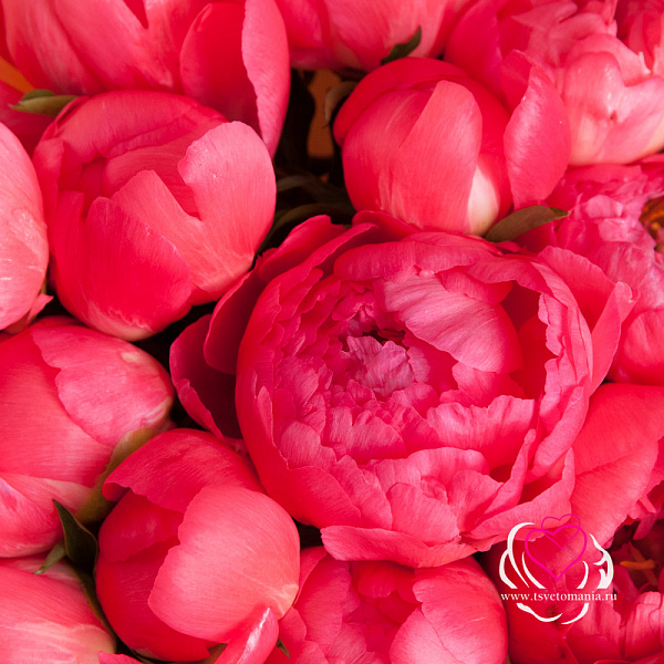 Купить Букет из 15 коралловых пионов (Стандарт) в  с бесплатной доставкой: цена, фото, описание