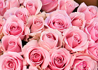 Купить Букет из 51 нежно-розовой розы 50 см (Россия) в Санкт-Петербурге с бесплатной доставкой: цена, фото, описание