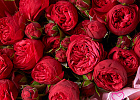 Купить Букет из 25 красных роз Ред Пиано в Санкт-Петербурге с бесплатной доставкой: цена, фото, описание