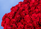 Купить Букет из 300 красных роз 70 см (Эквадор) в  с бесплатной доставкой: цена, фото, описание